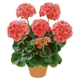 多年生耐寒耐热观叶植物火焰卫矛盆栽庭院阳台彩叶花卉冬季颜色红