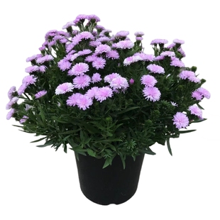 荷兰菊姬小菊野甘菊小卡罗翠菊紫菀花苗伊娃矮生重瓣盆栽菊花大苗