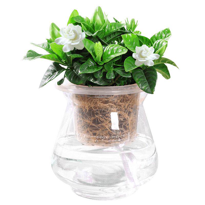 桌面半水培植物栀子花盆栽榕树