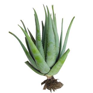 库拉索芦荟美容院灌肤补水专用可食用多肉植物绿植室内花卉室植物