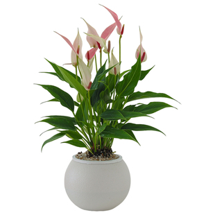 粉掌莉莉盆栽室内客厅净化空气四季好养绿植物办公室桌面红掌花卉