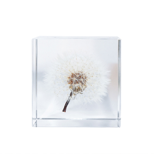 日本进口宙sola cube蒲公英标本创意桌面摆件高级感小众生日礼物