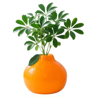 绿萝水培植物办公室桌面绿植室内盆栽发财树盆景陶瓷仿真橘子摆件