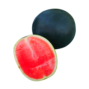 特大黑皮无籽西瓜种超大黑美人西瓜种子种籽孑 高产超甜南方水果