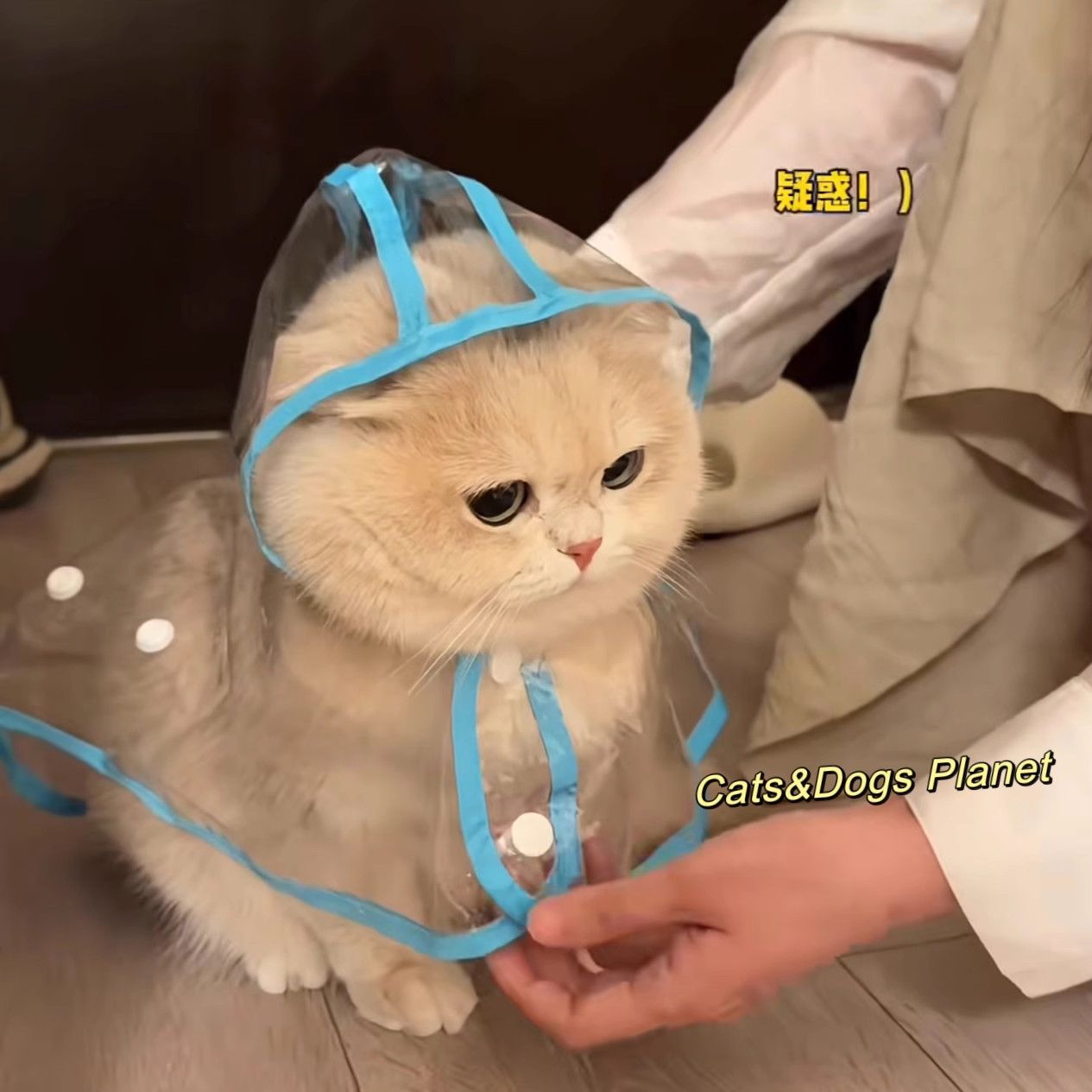 宠物猫咪狗狗雨衣户外全包防水雨小披风遛弯带帽子斗篷透明防水服