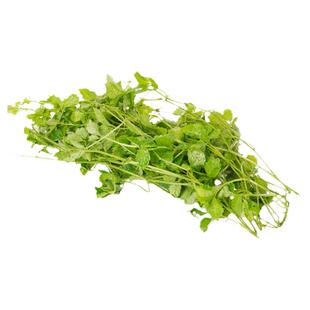 五叶神新鲜五叶参蔬菜野菜农家乐庄煲汤食用特色食材福音草七叶参