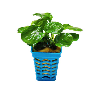 鱼缸草缸造景阴性活体水草小水榕小巴榕迷你水榕瓦利斯榕大叶榕