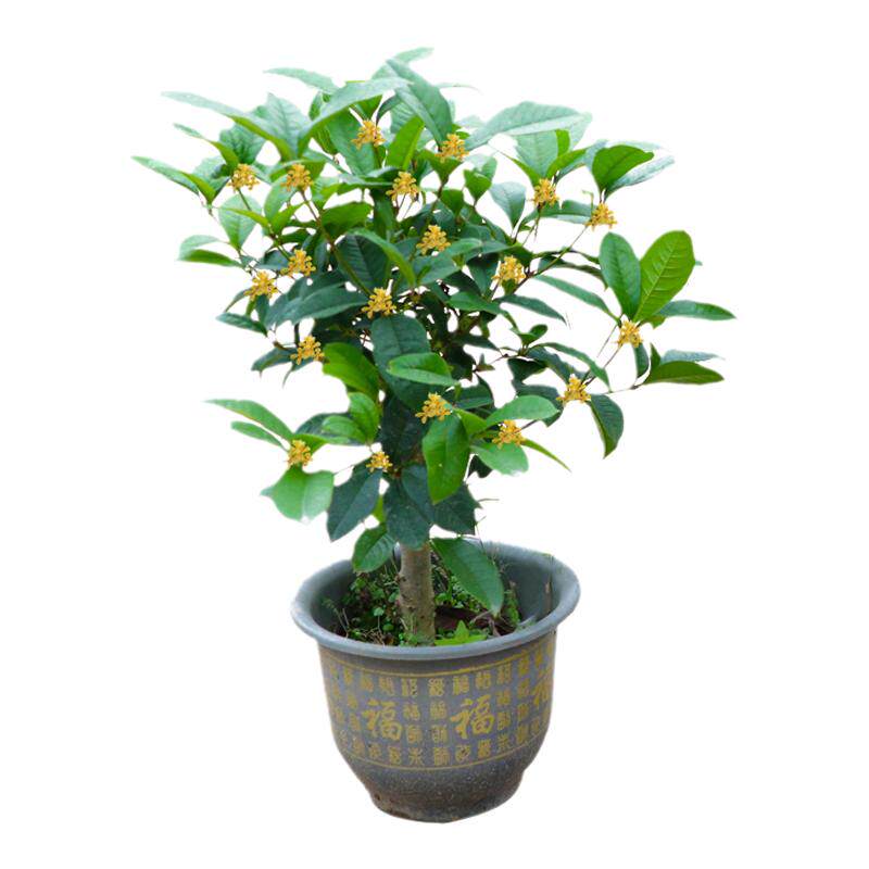 盆栽测试推荐客厅绿植金桂四季