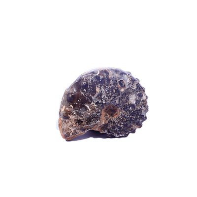 古生物天然肖菲特菊石地质标本