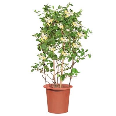 金银花盆栽树苗季花可食用爬藤