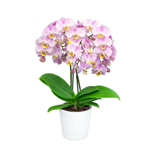 金色池塘【勃艮第】蝴蝶兰盆栽带花客厅花卉开业乔迁鲜花节日礼物