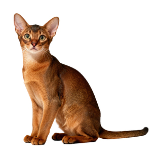 阿比西尼亚猫品相鉴定估价阿比鉴定师鉴别猫阿比原始色蓝色小鹿色