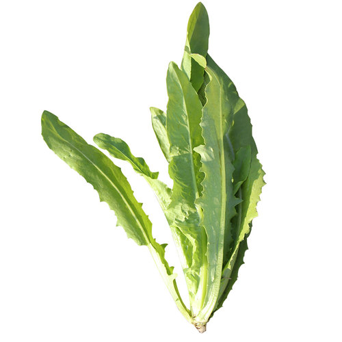 油麦菜籽种子大全油麦菜种四季盆栽春秋冬季蔬菜种籽热耐高温菜种