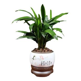金山棕竹盆栽招财树室内绿植大叶棕棕榈树常青庭院绿篱易繁殖