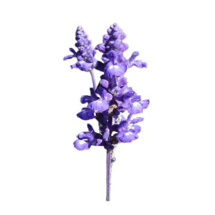 虹越鼠尾草多年生花卉林荫鼠尾草花苗阳台盆栽花园庭院花镜植物