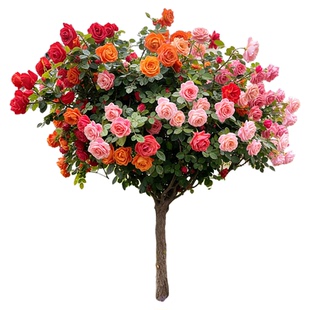 棒棒糖树桩月季老桩盆栽树状带特大花卉四季玫瑰花苗庭院阳台植物