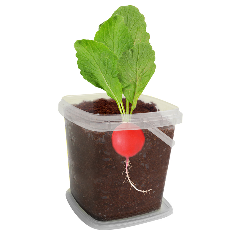 植物生长观察儿童科学小实验套装