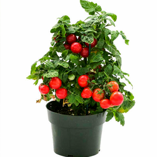 寿光矮生小番茄苗秧苗红黄色圣女果西红柿种籽孑种子蔬菜菜苗大全