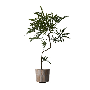 海虹雅林孔雀木仿真绿植摆设高级感逼真桌面玄关客厅仿生植物盆栽