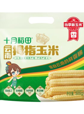 十月稻田云南拇指玉米