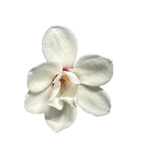 白兰花玉兰树苗花卉植物室内庭院绿植易活带花苞四季开黄角兰盆栽