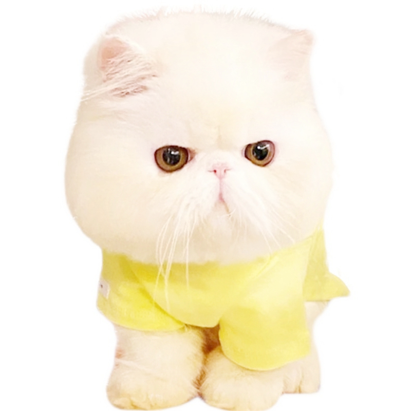 纯种加菲猫猫崽波斯猫异国短毛猫