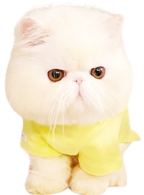 纯种加菲猫猫崽波斯猫异国短毛猫