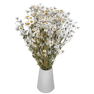 鲁丹鸟小蜡菊罗丹斯天然diy干花束 进口小清新迷你真花家居装饰