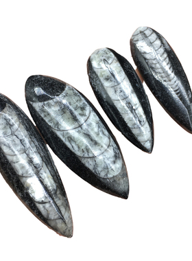 摩洛哥直角螺震旦角化石标本科普