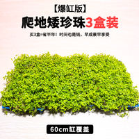 Fish tank landscaping, water plants, foreground, creeping ground, low pearl lawn, mini cowhide ground, Japanese pearl grass, beginner plants thumbnail 5
