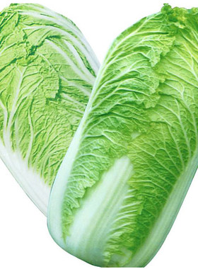 美味秋季鲜绿金黄口感好吃大白菜