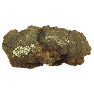 然生云南野生松针灵芝松针层孔菌野生灵芝可切灵芝片250g