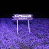 Lavender seeds, Provence lavender seeds, potted plants, easy to survive, indoor and outdoor fragrant grass seeds thumbnail 6