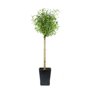 小木槿花苗盆栽棒棒糖阳台庭院花园耐热花卉植物四季开花木本花卉