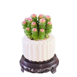 钱串子植物多肉盆栽办公室桌面好养观叶花卉多头老桩四季好养花卉