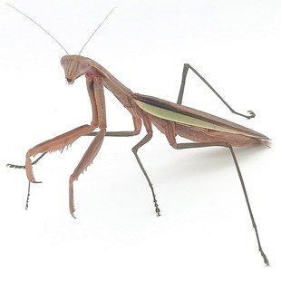 宠物螳螂广斧螳螂儿童教学卵鞘中华大刀可孵化螳螂受精卵桑螵蛸