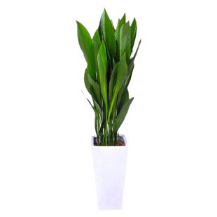 一叶兰盆栽室内客厅观叶绿植耐寒净化空气办公桌水培植物四季常青