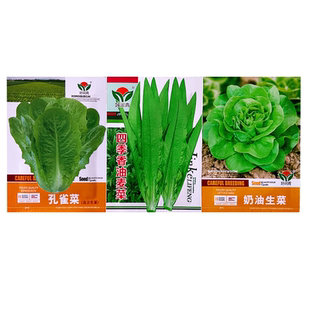 意大利玻璃奶油结球生菜种子大全四季油麦菜蔬菜种籽紫孔雀菜种孑