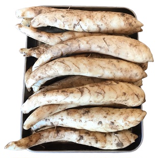 批发新鲜竹薯冬薯冬粉薯自种现挖 糖水冬笋火锅竹芋煲汤蔬菜食材