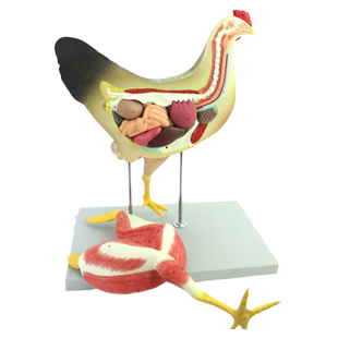 ENOVO颐诺 母鸡解剖模型家禽器官内脏肌肉神经家禽畜兽医学习动物解剖高职畜牧医学兽医教学教具生物解剖标本