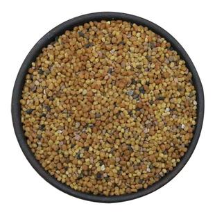 中药材穿心莲种子中草药穿心莲种籽非蔬菜盆栽四季种植苗兽用阳台