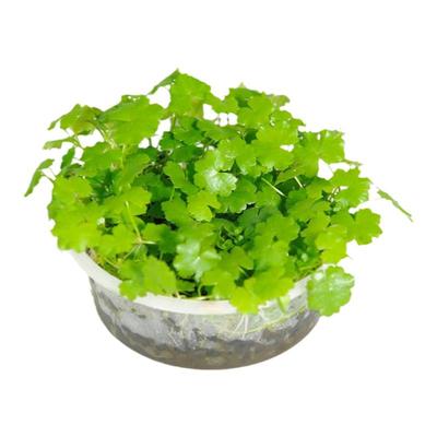 鱼缸造景水草水族箱造景水草前景草鱼缸活体真趴地珍珠迷你矮水草