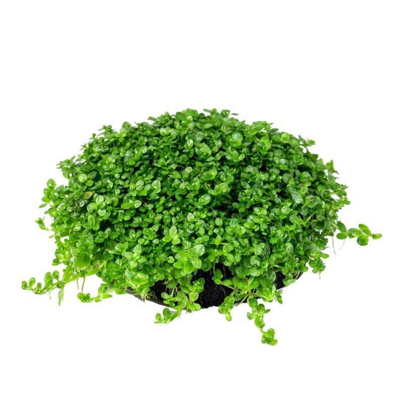 迷你矮珍珠小坨草水培净化水质