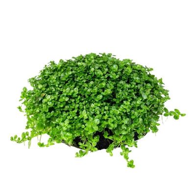 迷你矮珍珠小坨草水培净化水质