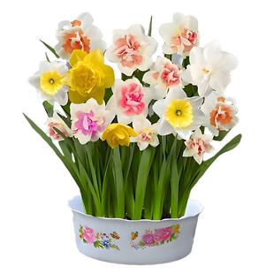 荷兰进口重瓣洋水仙花种球冬季室内外阳台盆栽水培易种植球根花卉