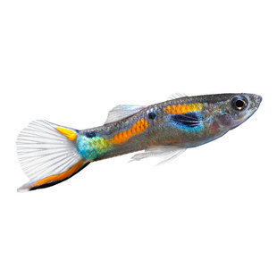 热带观赏鱼精灵孔雀鱼蓝双剑马晶塔银河双剑安德拉斯火焰精灵孔雀