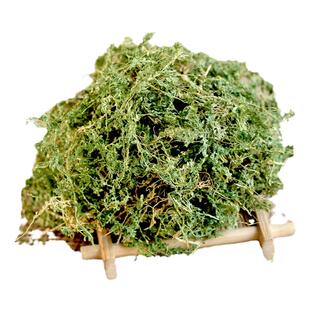 翠云草蓝地枝 绿绒草 幸福草 伸脚草干货野生散装中药材中草药