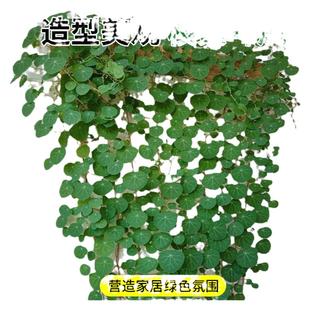 山乌龟爬藤植物一叶龟金不换种球盆栽好养活观叶水培桌面四季绿植