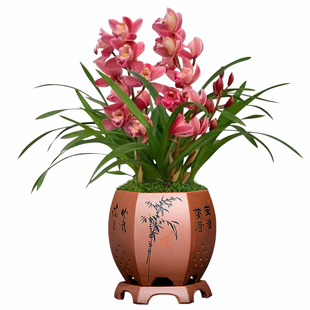 带花苞喜庆兰花桌面大花蕙兰红宝石四季兰蜜蜂兰樱花室内盆栽植物