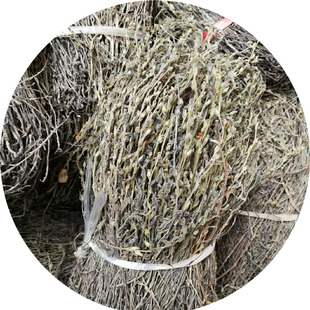 野生独脚金疳积草小叶中药材独脚柑独角金干净儿童厌食煲汤10克包